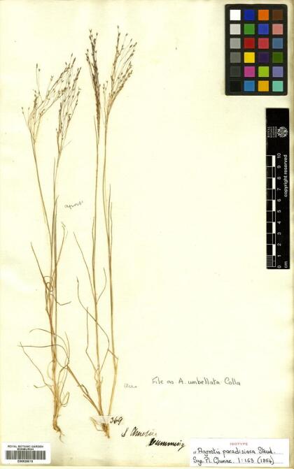 Agrostis umbellata [Espécimen: ]