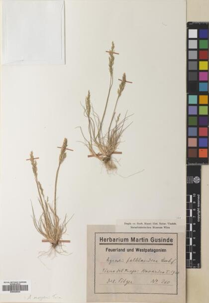 Agrostis meyenii [Espécimen: ]