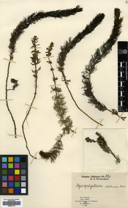 Myriophyllum quitense [Espécimen: ]