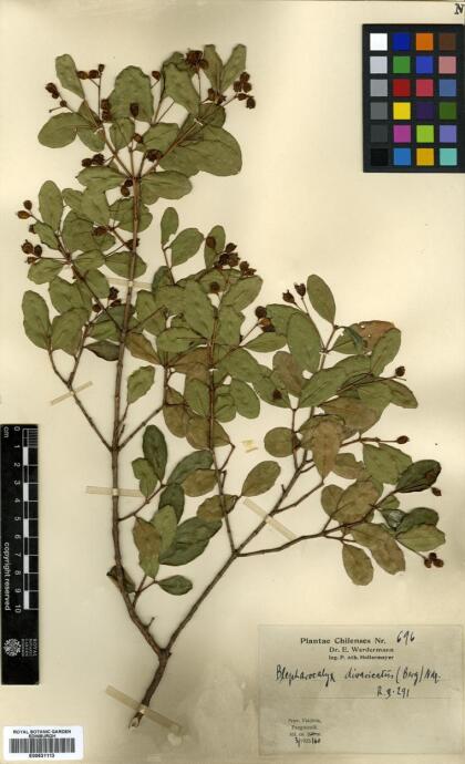 Blepharocalyx cruckshanksii [Espécimen: ]
