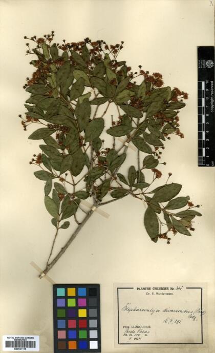 Blepharocalyx cruckshanksii [Espécimen: ]