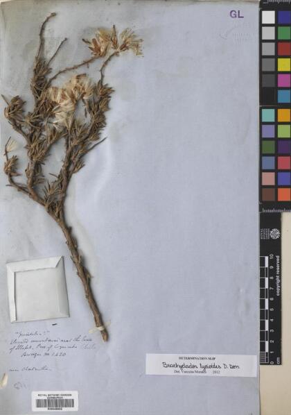 Brachyclados lycioides [Espécimen: ]