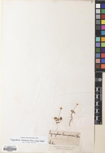 Lagenophora nudicaulis [Espécimen: ]