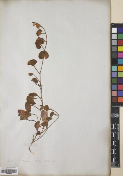 Calystegia soldanella [Espécimen: ]