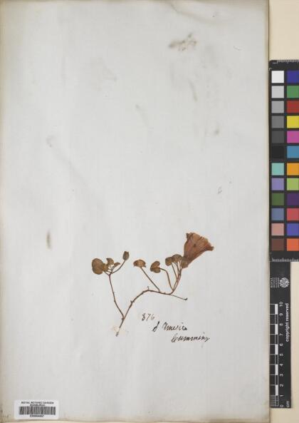 Calystegia soldanella [Espécimen: ]