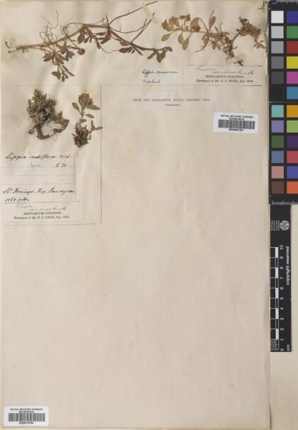 Phyla nodiflora [Espécimen: ]