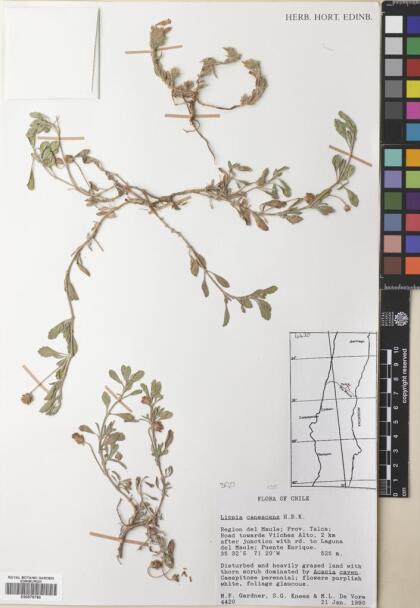 Phyla nodiflora [Espécimen: ]