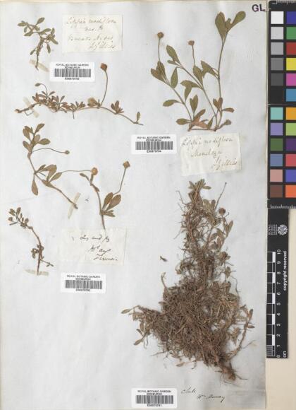 Phyla nodiflora [Espécimen: ]