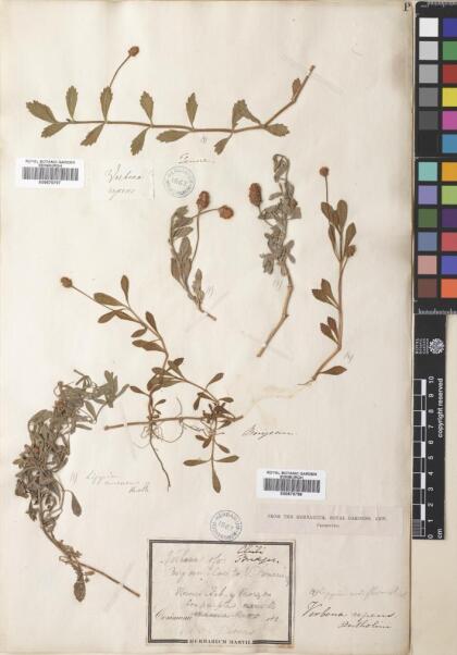 Phyla nodiflora var. reptans [Espécimen: ]