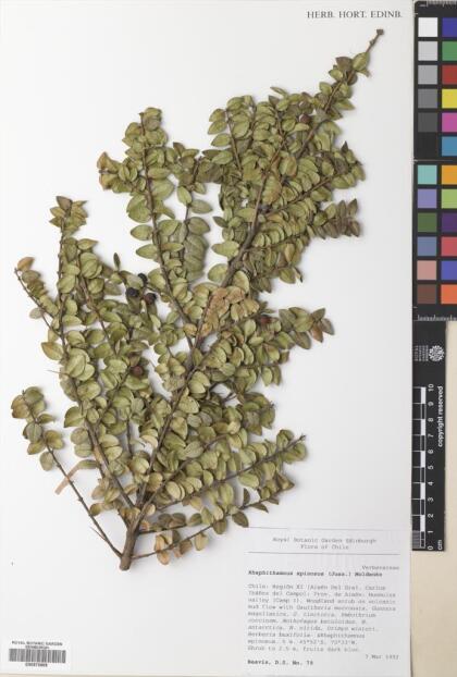 Rhaphithamnus spinosus [Espécimen: ]