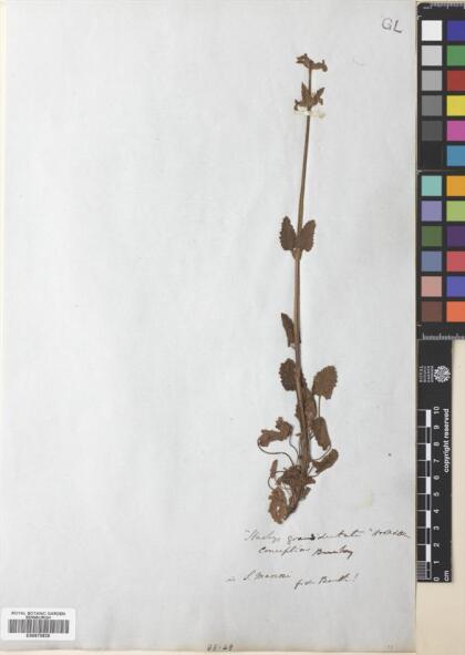 Stachys grandidentata [Espécimen: ]