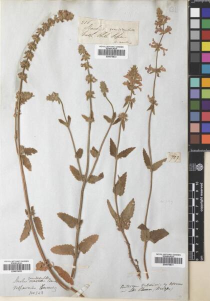 Stachys grandidentata [Espécimen: ]