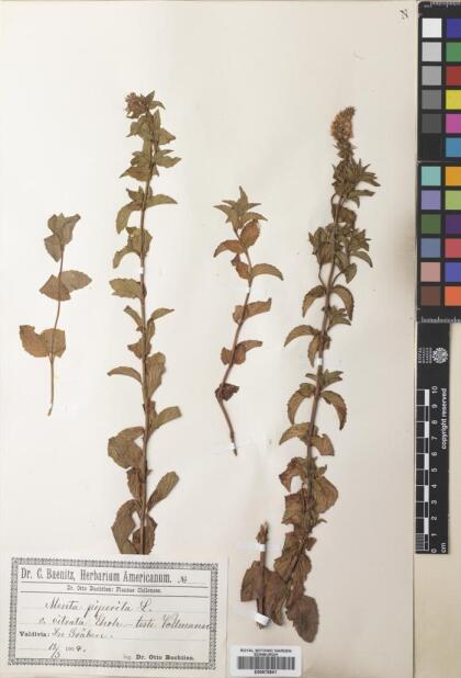 Mentha x piperita [Espécimen: ]