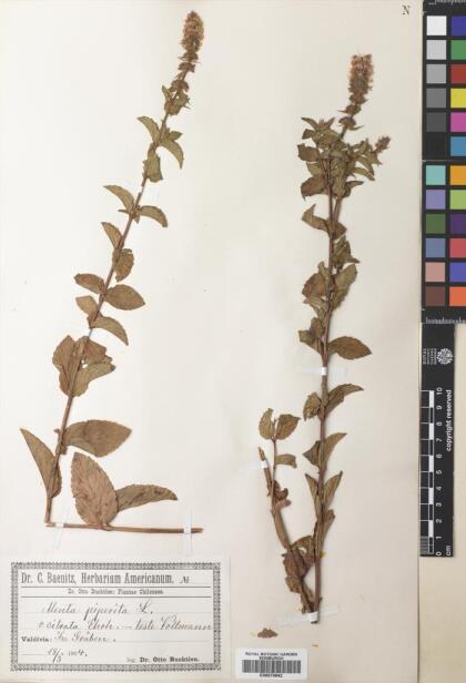 Mentha x piperita [Espécimen: ]