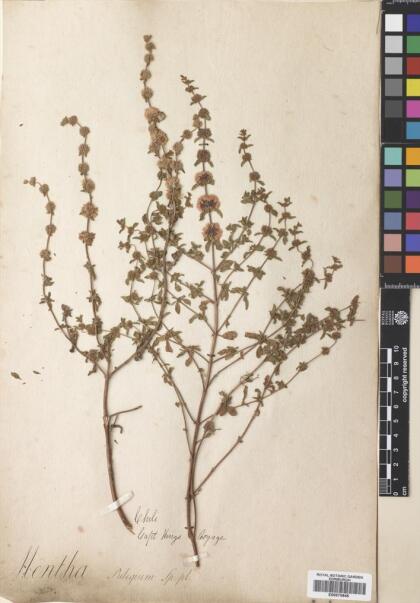Mentha pulegium [Espécimen: ]