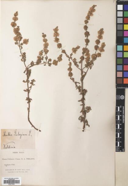 Mentha pulegium [Espécimen: ]