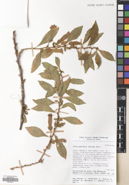 Latua pubiflora [Espécimen: ]