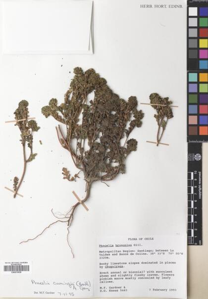 Phacelia cumingii [Espécimen: ]