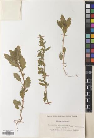 Dysphania ambrosioides [Espécimen: ]