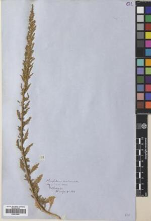 Dysphania ambrosioides [Espécimen: ]