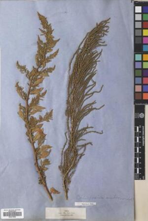 Dysphania ambrosioides [Espécimen: ]