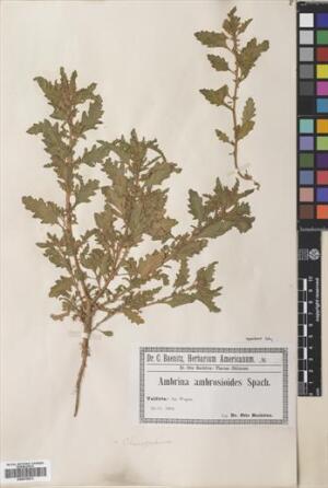 Dysphania ambrosioides [Espécimen: ]