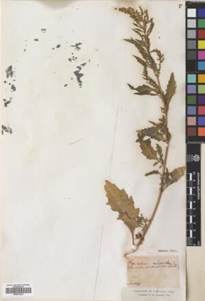 Dysphania ambrosioides [Espécimen: ]