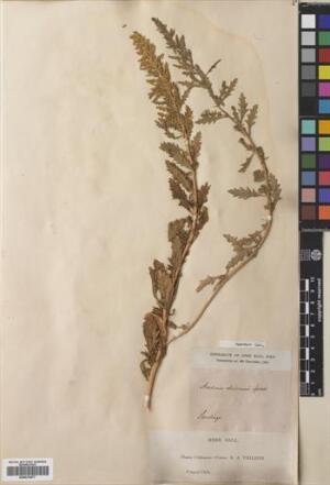 Dysphania chilensis [Espécimen: ]