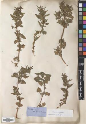 Chenopodiastrum murale [Espécimen: ]