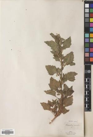 Chenopodiastrum murale [Espécimen: ]