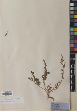 Chenopodium petiolare [Espécimen: ]