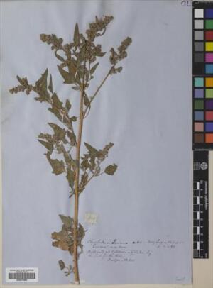 Chenopodium quinoa [Espécimen: ]
