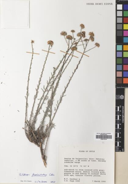 Erigeron fasciculatus [Espécimen: ]