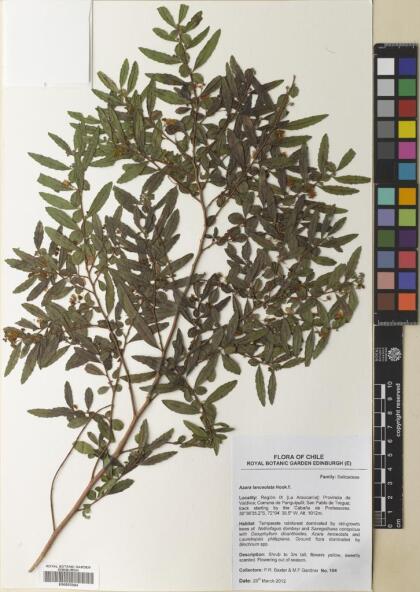 Azara lanceolata [Espécimen: ]