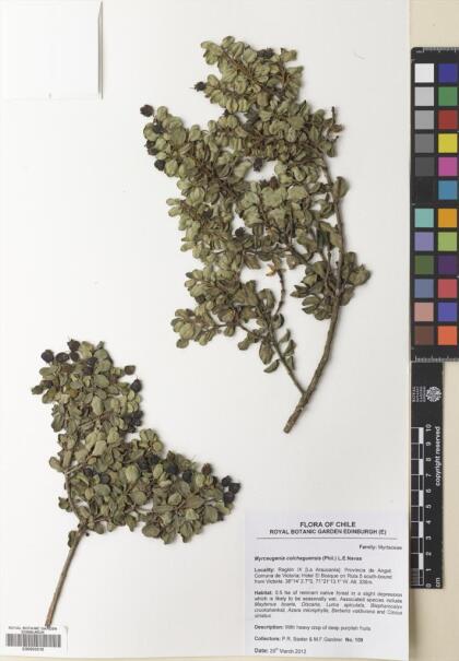 Myrceugenia colchaguensis [Espécimen: ]