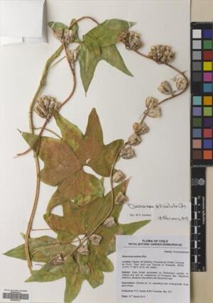Dioscorea andina [Espécimen: ]