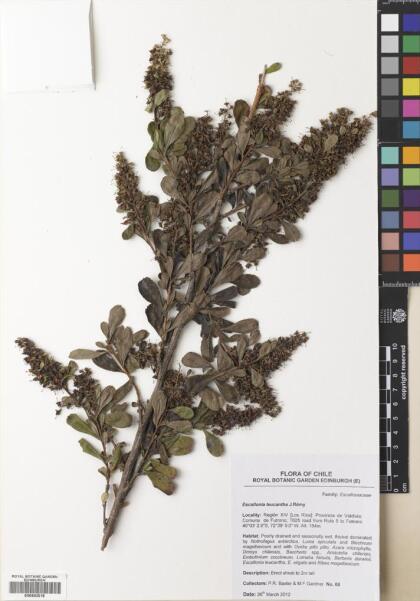 Escallonia leucantha [Espécimen: ]