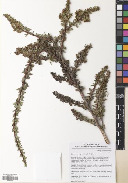 Escallonia virgata [Espécimen: ]
