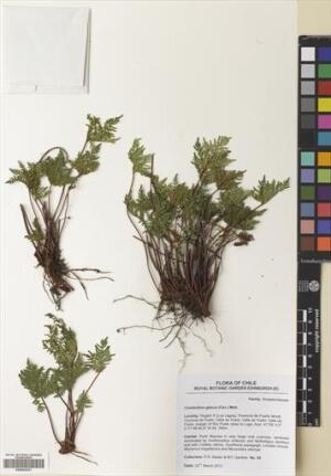 Cheilanthes glauca [Espécimen: ]