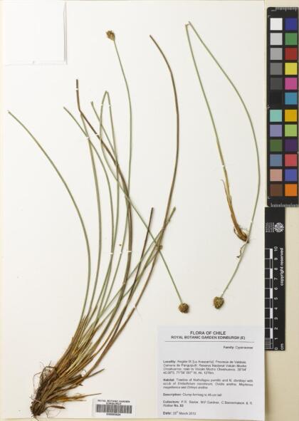 Carex aphylla [Espécimen: ]