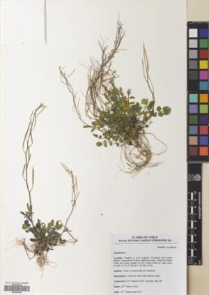 Cardamine vulgaris [Espécimen: ]