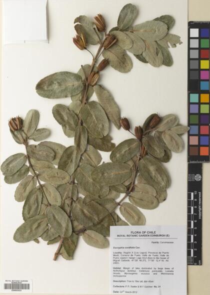 Eucryphia cordifolia [Espécimen: ]