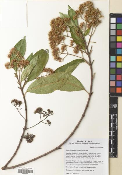 Caldcluvia paniculata [Espécimen: ]