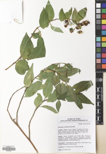 Griselinia ruscifolia [Espécimen: ]