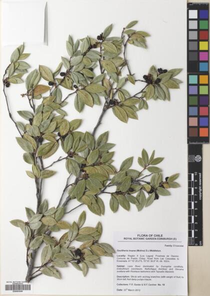 Gaultheria insana [Espécimen: ]