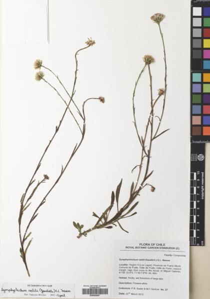 Symphyotrichum vahlii [Espécimen: ]
