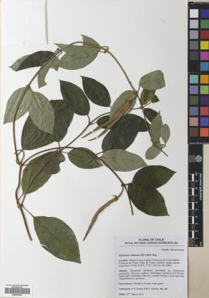 Elytropus chilensis [Espécimen: ]