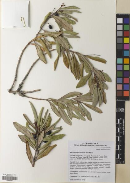 Aextoxicon punctatum [Espécimen: ]