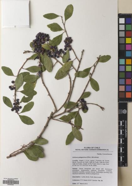 Schinus patagonica [Espécimen: ]