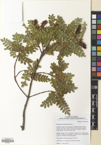 Weinmannia trichosperma [Espécimen: ]